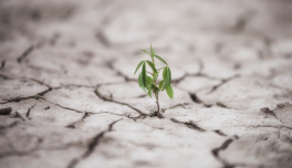 Resiliencia